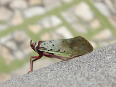 Copidocephala guttata