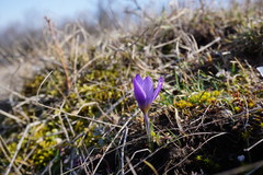 Crocus tauricus