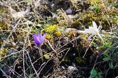 Crocus tauricus