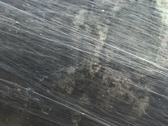 Malacosoma americana