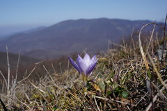 Crocus tauricus
