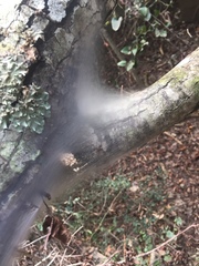 Malacosoma americana