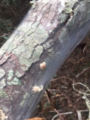 Malacosoma americana