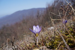 Crocus tauricus