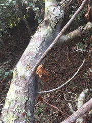 Malacosoma americana