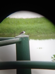 Tachycineta albiventer