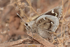 Megathymus streckeri