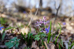 Corydalis paczoskii