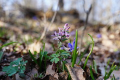 Corydalis paczoskii