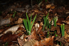 Allium siculum dioscoridis