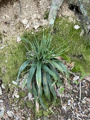 Carex platyphylla