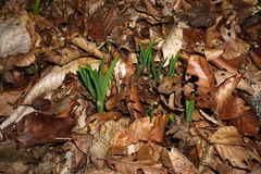 Allium siculum dioscoridis