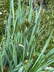 Carex platyphylla