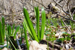 Ornithogalum arcuatum