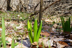 Ornithogalum arcuatum