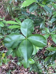 Alyxia magnifolia