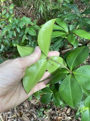 Alyxia magnifolia