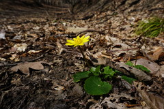 Ficaria verna calthifolia