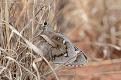 Megathymus streckeri