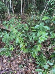 Alyxia magnifolia