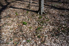 Ornithogalum arcuatum