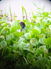 Chrysomus icterocephalus