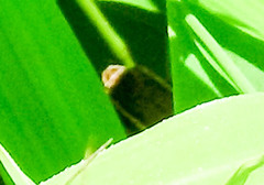 Pholidobolus montium