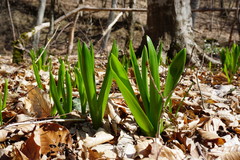 Ornithogalum arcuatum