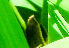 Pholidobolus montium