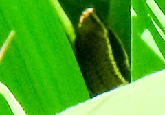 Pholidobolus montium