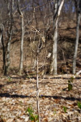 Ornithogalum arcuatum