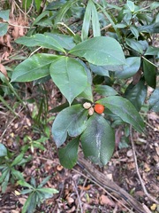 Alyxia magnifolia