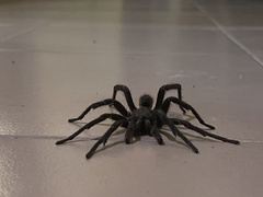 Cyrtopholis portoricae