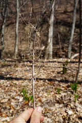 Ornithogalum arcuatum