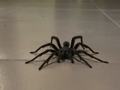 Cyrtopholis portoricae