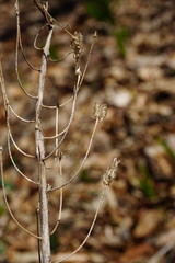 Ornithogalum arcuatum