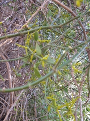 Phoradendron brachystachyum