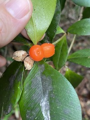 Alyxia magnifolia