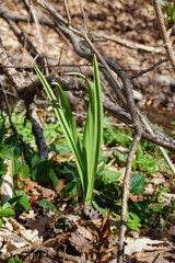 Allium siculum dioscoridis
