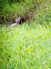 Caiman crocodilus fuscus