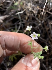 Pholistoma membranaceum