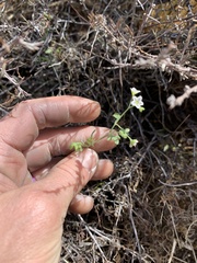 Pholistoma membranaceum