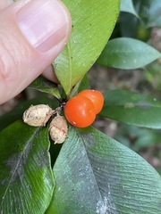 Alyxia magnifolia