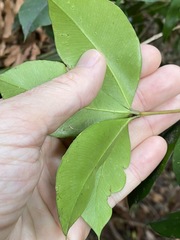 Alyxia magnifolia
