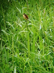 Donacobius atricapilla