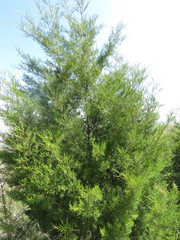 Cupressus forbesii
