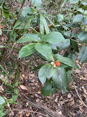 Alyxia magnifolia