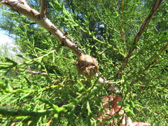 Cupressus forbesii