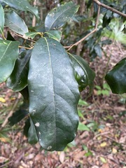 Cryptocarya macdonaldii