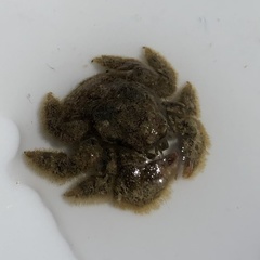 Hapalogaster cavicauda